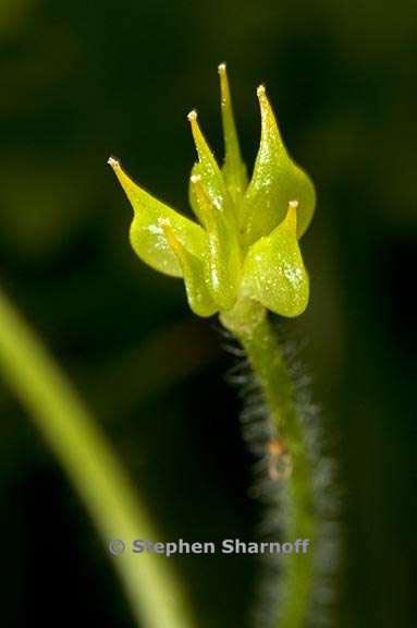 ranunculus orthorhyncus seed graphic